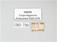 黃豹天蠶蛾藏品圖，第3張