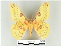 黃豹天蠶蛾藏品圖，第1張