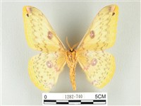 黃豹天蠶蛾藏品圖，第2張