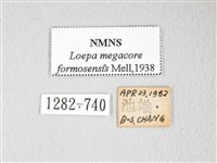 黃豹天蠶蛾藏品圖，第3張