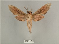 背線天蛾藏品圖，第2張