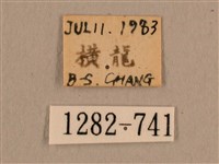 背線天蛾藏品圖，第3張