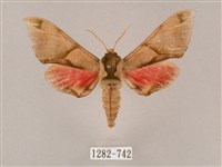 榆綠天蛾藏品圖，第1張