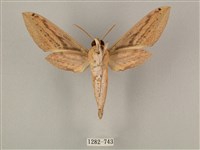 棕綠背線天蛾藏品圖，第2張