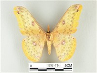 黃豹天蠶蛾藏品圖，第2張