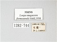 黃豹天蠶蛾藏品圖，第3張