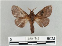 大斑Y毛蟲藏品圖，第1張