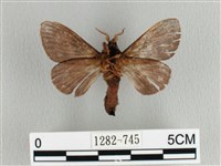 大斑Y毛蟲藏品圖，第2張