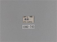 大斑Y毛蟲藏品圖，第3張