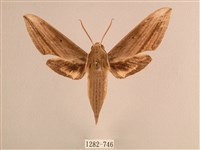 背線天蛾藏品圖，第1張