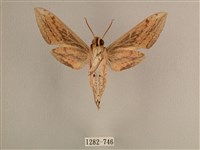 背線天蛾藏品圖，第2張