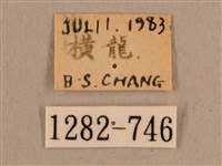 背線天蛾藏品圖，第3張