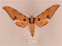 裂斑鷹翅天蛾藏品圖，第1張