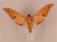 裂斑鷹翅天蛾藏品圖，第2張