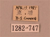 裂斑鷹翅天蛾藏品圖，第3張