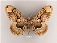 枯球籮紋蛾藏品圖，第1張