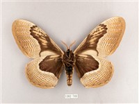 枯球籮紋蛾藏品圖，第2張