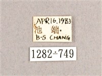 枯球籮紋蛾藏品圖，第3張