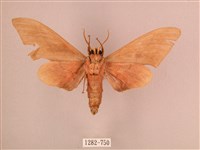 直翅六點天蛾藏品圖，第2張