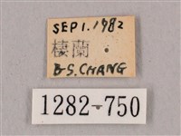 直翅六點天蛾藏品圖，第3張