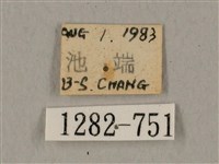 鬼臉天蛾藏品圖，第3張