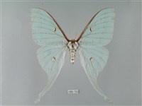 臺灣長尾水青蛾藏品圖，第1張