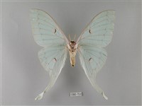 臺灣長尾水青蛾藏品圖，第2張