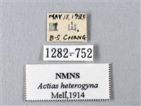 臺灣長尾水青蛾藏品圖，第3張