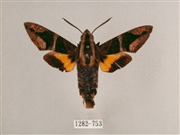 背帶長喙天蛾藏品圖，第1張