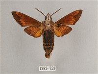 背帶長喙天蛾藏品圖，第2張