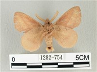 淡紋斜帶枯葉蛾藏品圖，第2張