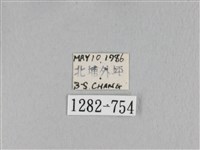 淡紋斜帶枯葉蛾藏品圖，第3張