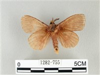 馬尾松枯葉蛾藏品圖，第2張