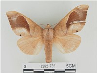 大褐斑枯葉蛾藏品圖，第1張