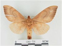 大褐斑枯葉蛾藏品圖，第2張