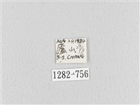 大褐斑枯葉蛾藏品圖，第3張