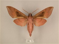 背中白天蛾藏品圖，第2張