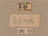 背中白天蛾藏品圖，第3張