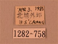 楓天蛾藏品圖，第3張