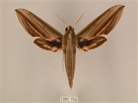 棕綠背線天蛾藏品圖，第1張