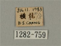 棕綠背線天蛾藏品圖，第3張