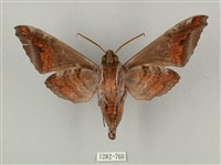 全緣缺角天蛾藏品圖，第2張