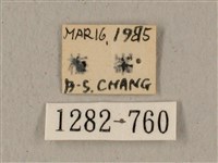 全緣缺角天蛾藏品圖，第3張