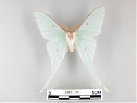 姬長尾水青蛾藏品圖，第2張