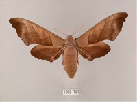 齒翅三線天蛾藏品圖，第1張