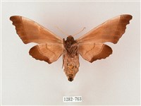 齒翅三線天蛾藏品圖，第2張