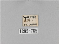 馬尾松枯葉蛾藏品圖，第3張