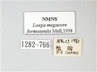 黃豹天蠶蛾藏品圖，第3張