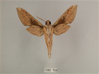 背線天蛾藏品圖，第2張