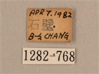 背線天蛾藏品圖，第3張